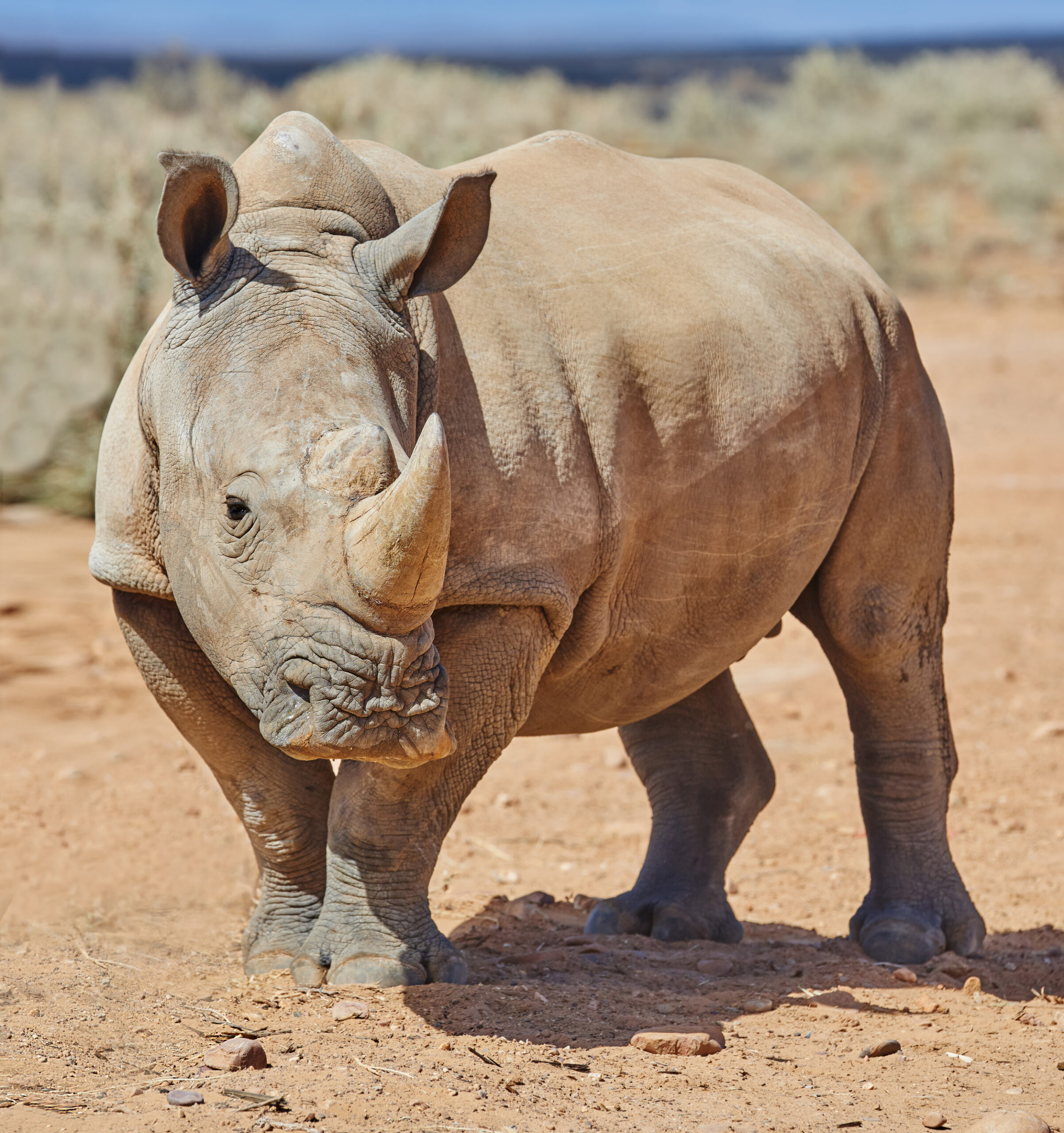 wild africa shot wildlife out african bush scaled